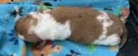 Piebald male longhair , a male Miniature Dachshund for sale in Bethany, CT – 4 of 4