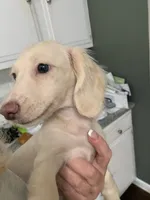 EE cream longhair female , a female Miniature Dachshund for sale in Bethany, CT – 4 of 5
