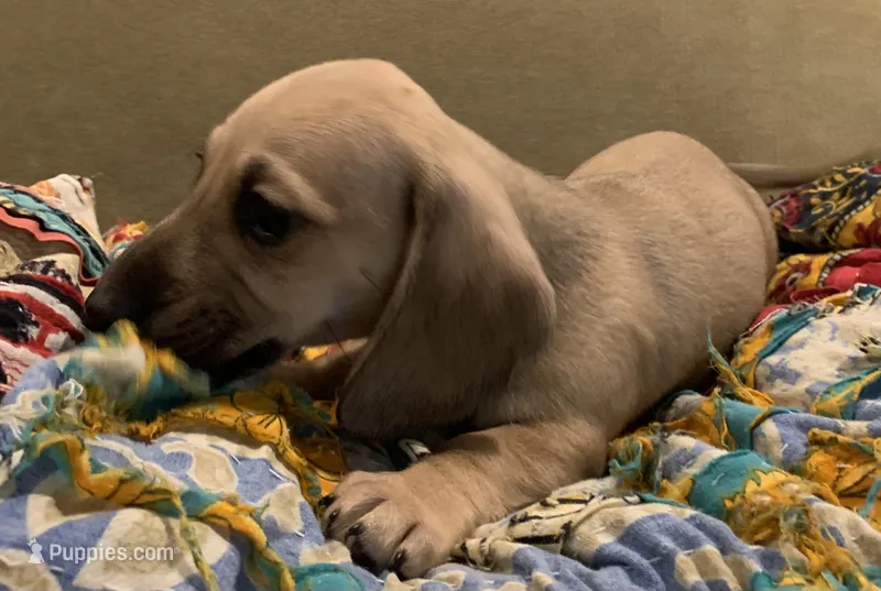 Shaded cream male smoothcoat – Miniature Dachshund puppy for sale in Bethany, CT