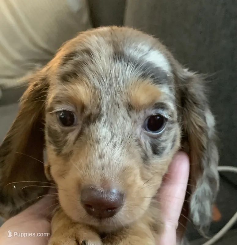 Male miniature Dapple longhair  – Miniature Dachshund puppy for sale in Bethany, CT