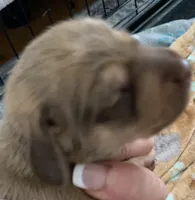 Shaded red & cream female , a female Miniature Dachshund for sale in Bethany, CT – 2 of 4