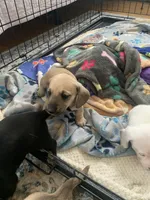 Shaded cream male smoothcoat, a male Miniature Dachshund for sale in Bethany, CT – 6 of 6