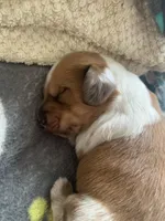 DNA/OFA Piebald male longhair , a male Miniature Dachshund for sale in Bethany, CT – 1 of 4