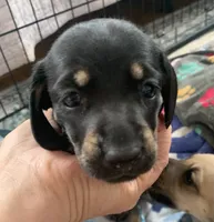 Male black & tan smooth coat , a male Miniature Dachshund for sale in Bethany, CT – 5 of 5