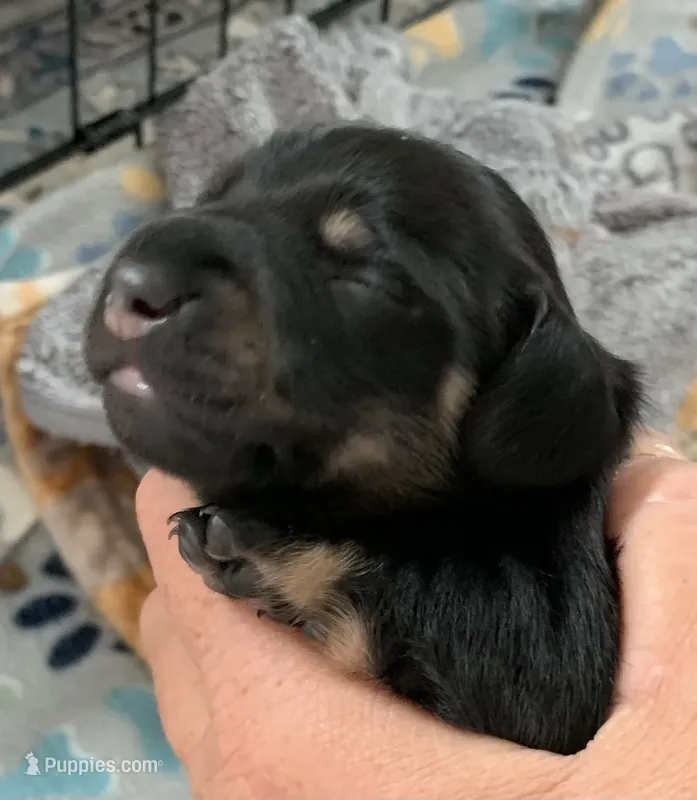 Male black & cream  – Miniature Dachshund puppy for sale in Bethany, CT