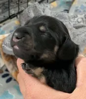 Male black & cream , a male Miniature Dachshund for sale in Bethany, CT – 1 of 5