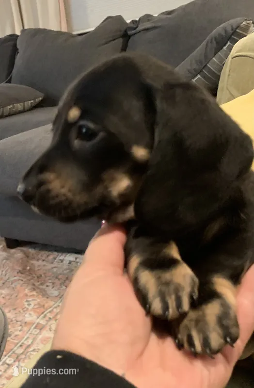 Male black & tan smooth coat  – Miniature Dachshund puppy for sale in Bethany, CT
