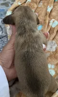 Shaded red & cream female , a female Miniature Dachshund for sale in Bethany, CT – 3 of 4