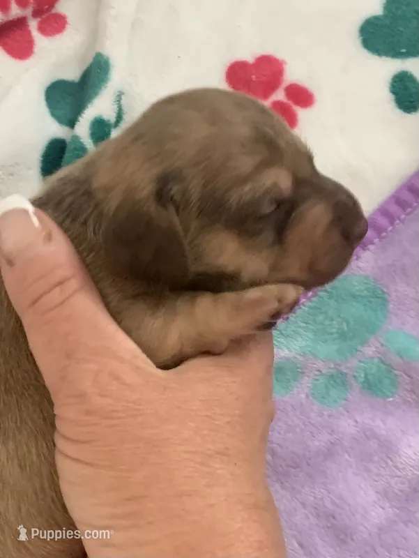DNA/OFA Shaded red & cream female  – Miniature Dachshund puppy for sale in Bethany, CT