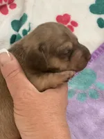 DNA/OFA Shaded red & cream female , a female Miniature Dachshund for sale in Bethany, CT – 1 of 3