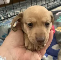 Shaded red female smooth coat, a female Miniature Dachshund for sale in Bethany, CT – 4 of 4