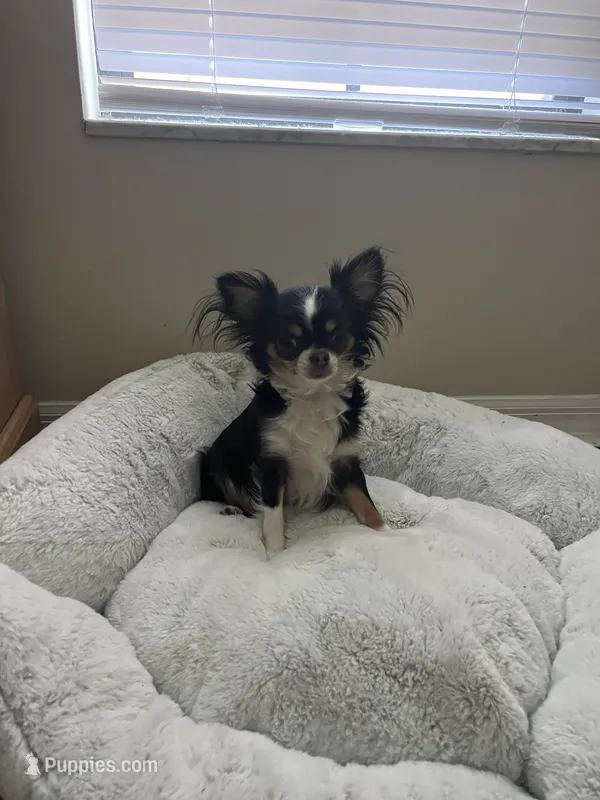 Suki – Chihuahua puppy for sale in Plant City, FL