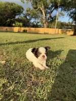 Spot, a male Chihuahua for sale in Plant City, FL – 5 of 7