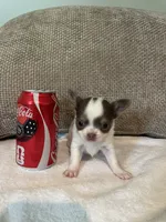 Pewee, a male Chihuahua for sale in Plant City, FL – 2 of 6