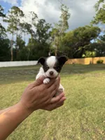 Spot, a male Chihuahua for sale in Plant City, FL – 7 of 7