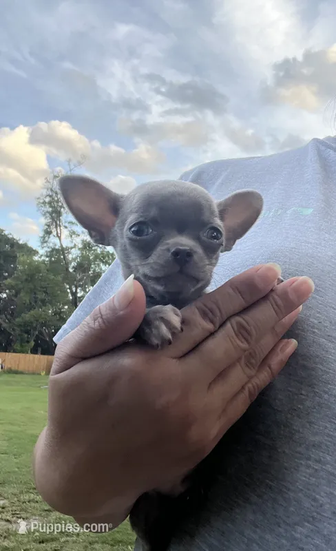 Junior  – Chihuahua puppy for sale in Plant City, FL
