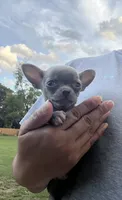 Junior , a male Chihuahua for sale in Plant City, FL – 1 of 6