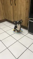 Suki, a female Chihuahua for sale in Plant City, FL – 3 of 3