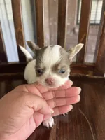 Pewee, a male Chihuahua for sale in Plant City, FL – 1 of 6