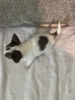 Pewee, a male Chihuahua for sale in Plant City, FL – 5 of 6