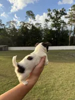 Spot, a male Chihuahua for sale in Plant City, FL – 4 of 7