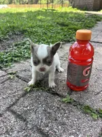 Pewee, a male Chihuahua for sale in Plant City, FL – 6 of 6