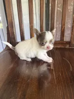 Pewee, a male Chihuahua for sale in Plant City, FL – 3 of 6