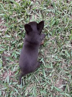 Pepe, a male Chihuahua for sale in Plant City, FL – 4 of 4