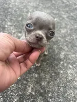 Junior , a male Chihuahua for sale in Plant City, FL – 5 of 6