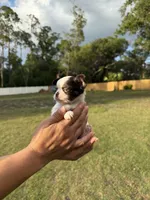 Spot, a male Chihuahua for sale in Plant City, FL – 3 of 7