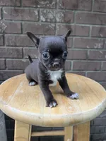 Pepe, a male Chihuahua for sale in Plant City, FL – 2 of 4