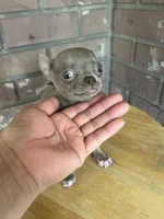 Junior, a male Chihuahua for sale in Plant City, FL – 2 of 3
