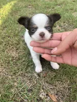 Spot, a male Chihuahua for sale in Plant City, FL – 6 of 7