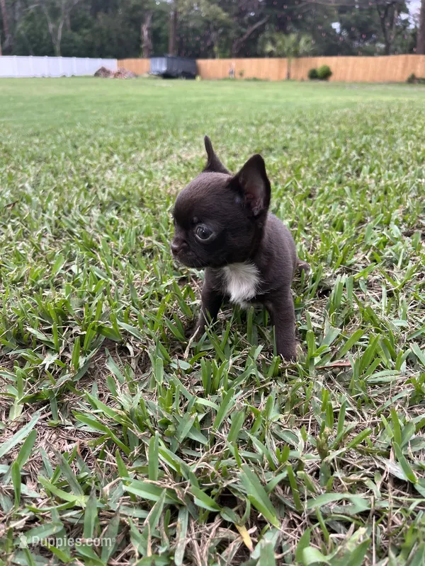 Pepe – Chihuahua puppy for sale in Plant City, FL