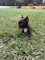 Pepe, a male Chihuahua for sale in Plant City, FL – 1 of 4