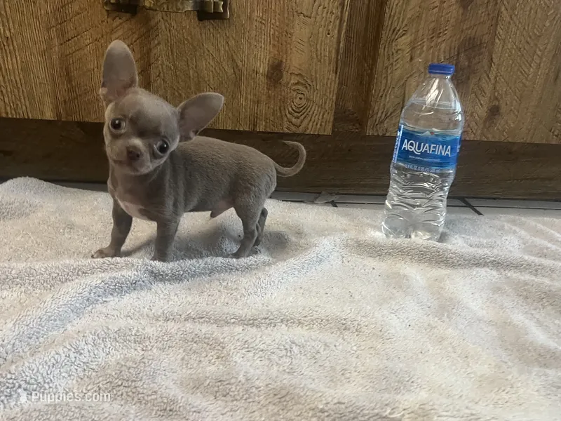 Junior – Chihuahua puppy for sale in Plant City, FL