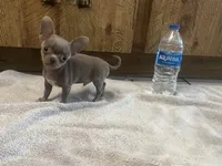 Junior, a male Chihuahua for sale in Plant City, FL – 1 of 3