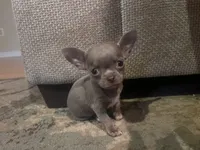 Junior , a male Chihuahua for sale in Plant City, FL – 4 of 6