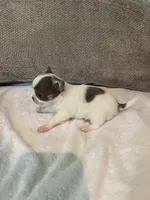 Pewee, a male Chihuahua for sale in Plant City, FL – 4 of 6
