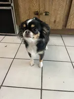 Suki, a female Chihuahua for sale in Plant City, FL – 2 of 3