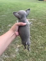 Junior , a male Chihuahua for sale in Plant City, FL – 6 of 6