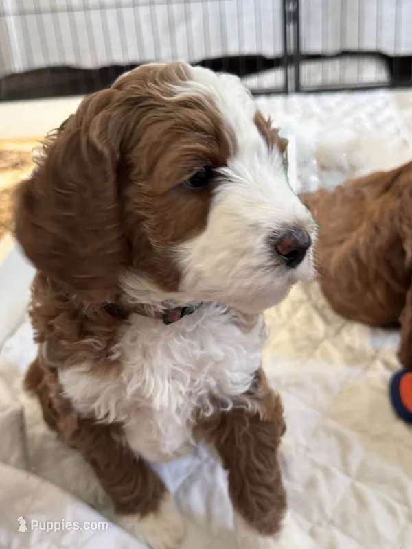 Brown Collar , a male Goldendoodle and Miniature Goldendoodle for sale in Spring Hill, FL – 1 of 5