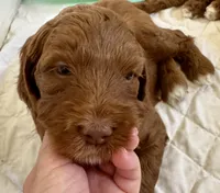 Lime Green Collar, a female Goldendoodle and Miniature Goldendoodle for sale in Spring Hill, FL – 3 of 5