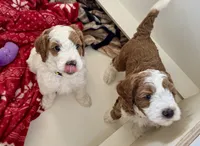 yellow Collare, a female Goldendoodle and Miniature Goldendoodle for sale in Spring Hill, FL – 4 of 6