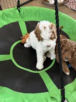 yellow Collare, a female Goldendoodle and Miniature Goldendoodle for sale in Spring Hill, FL – 6 of 6