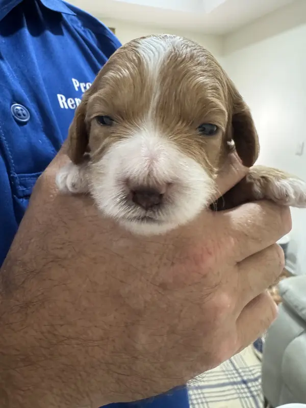 Heart Healer – Goldendoodle, Miniature Goldendoodle puppy for sale in Spring Hill, FL