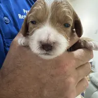 Heart Healer, a female Goldendoodle and Miniature Goldendoodle for sale in Spring Hill, FL – 1 of 10