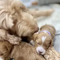 Heart Healer, a female Goldendoodle and Miniature Goldendoodle for sale in Spring Hill, FL – 6 of 10