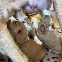 Heart Healer, a female Goldendoodle and Miniature Goldendoodle for sale in Spring Hill, FL – 7 of 10