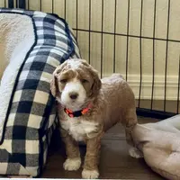 Heart Healer, a female Goldendoodle and Miniature Goldendoodle for sale in Spring Hill, FL – 4 of 10